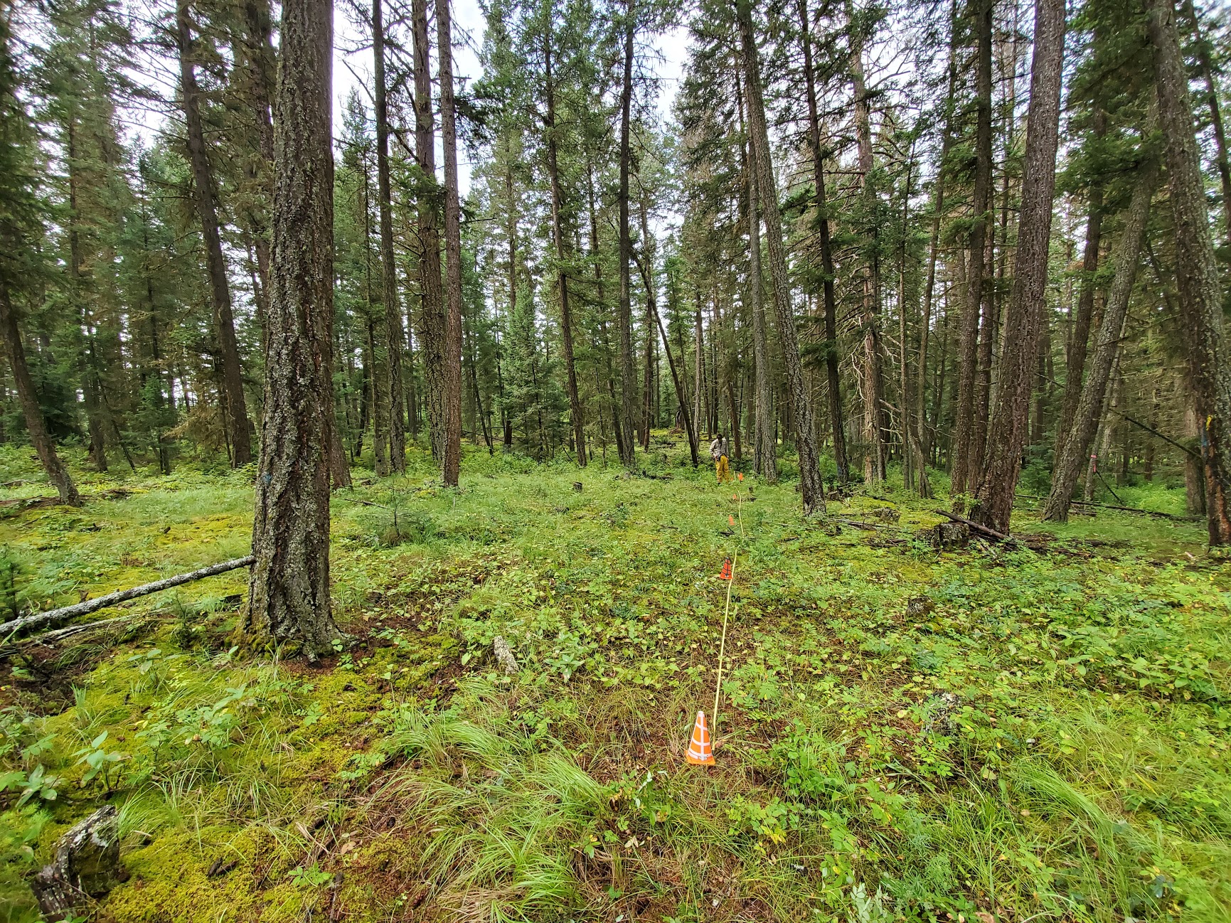 Sam Hillman (RMIT) measuring a transect in the Alex Fraser Research Forest.